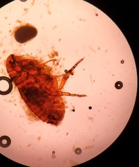 Ctenocephalides canis