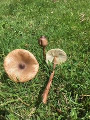 Macrolepiota colombiana