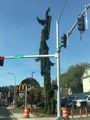 Cupressus cashmeriana