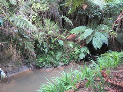 Dicksonia squarrosa
