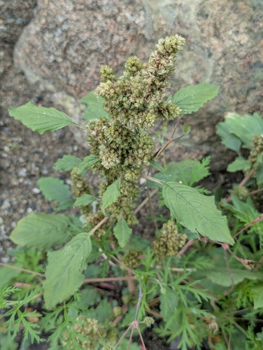 Redroot Amaranth