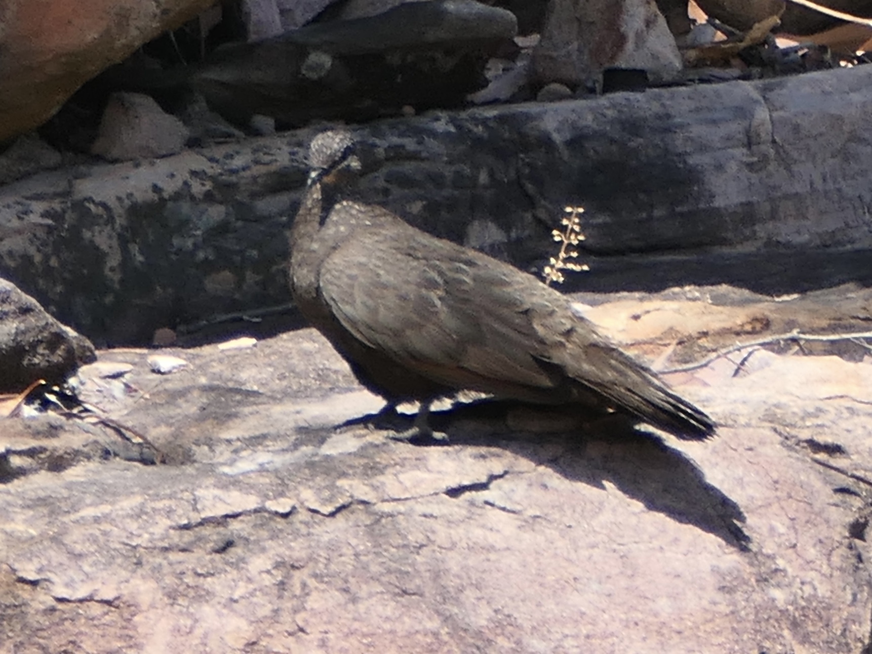 Chestnut-quilled Rock Pigeon (Petrophassa rufipennis), photo 5