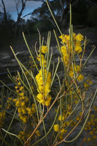 Acacia rigens A.Cunn. ex G.Don