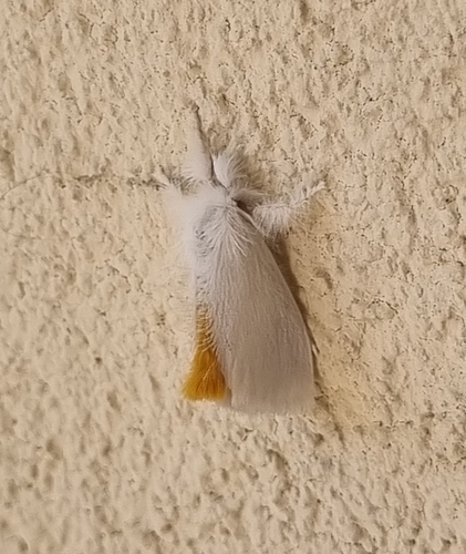 Swan Moth, photo 7 of 7