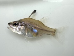 Amboina Cardinalfish photo 2