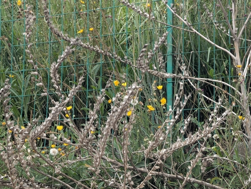 black henbane
