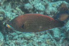 Pseudodax moluccanus