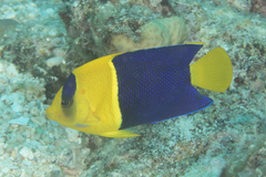 Centropyge bicolor