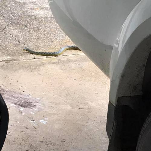 Common Tree Snake sighting