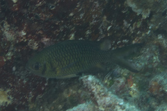 Chromis weberi