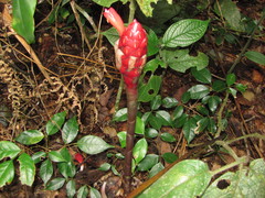 Costus erythrothyrsus