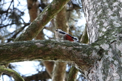 Dendrocopos major