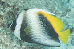 Heniochus singularius