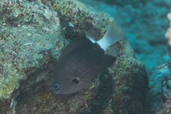 Pycnochromis margaritifer