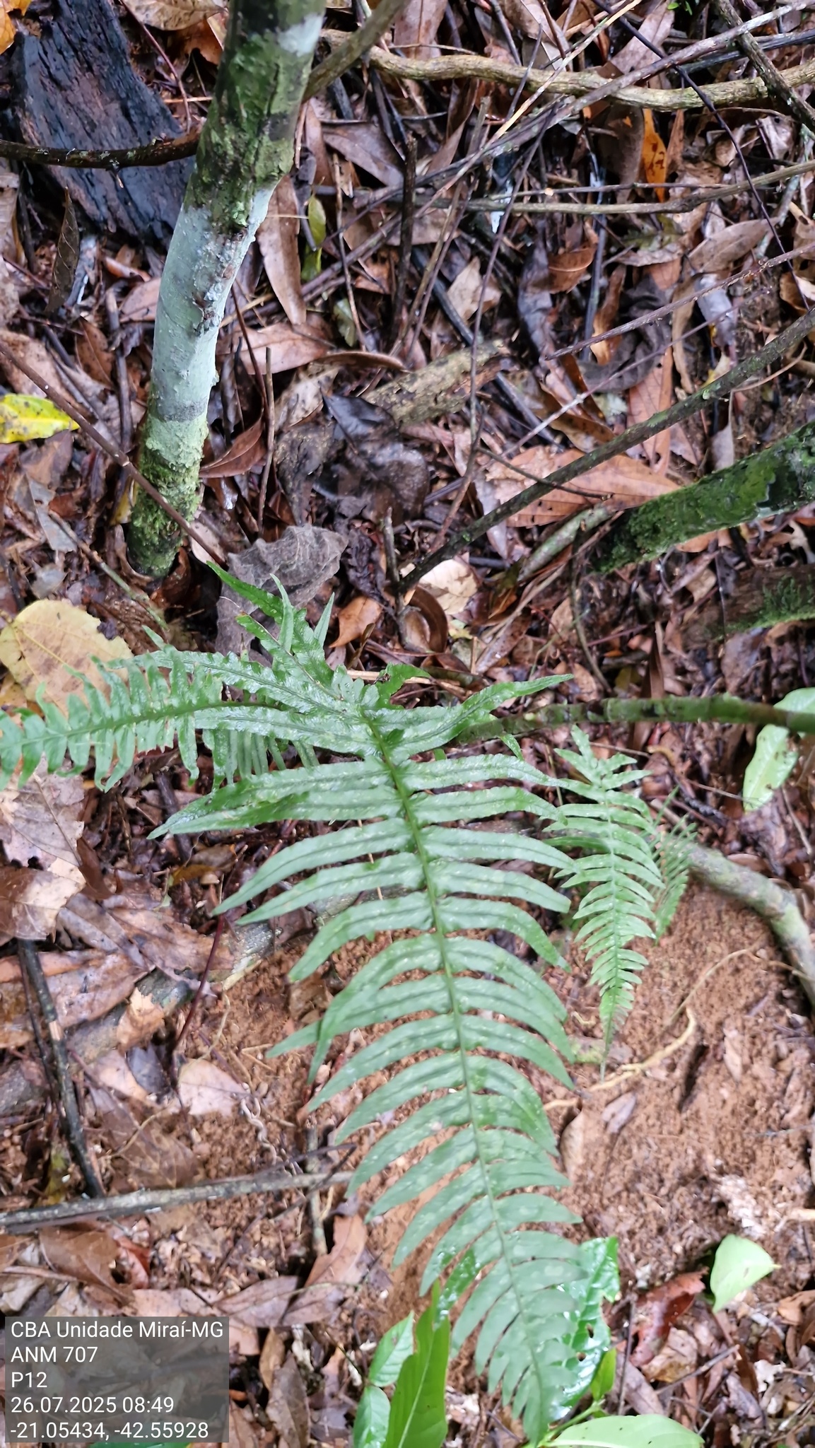 Blechnum occidentale