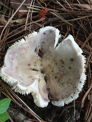 Russula grisea