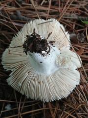 Russula grisea