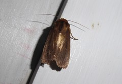 Bityla defigurata