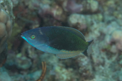 Pseudocoris yamashiroi