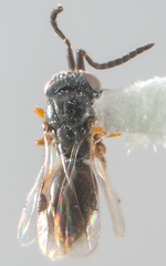 Megaspilidae