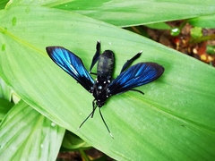Macrocneme caerulescens