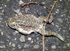 Bufotes viridis balearicus