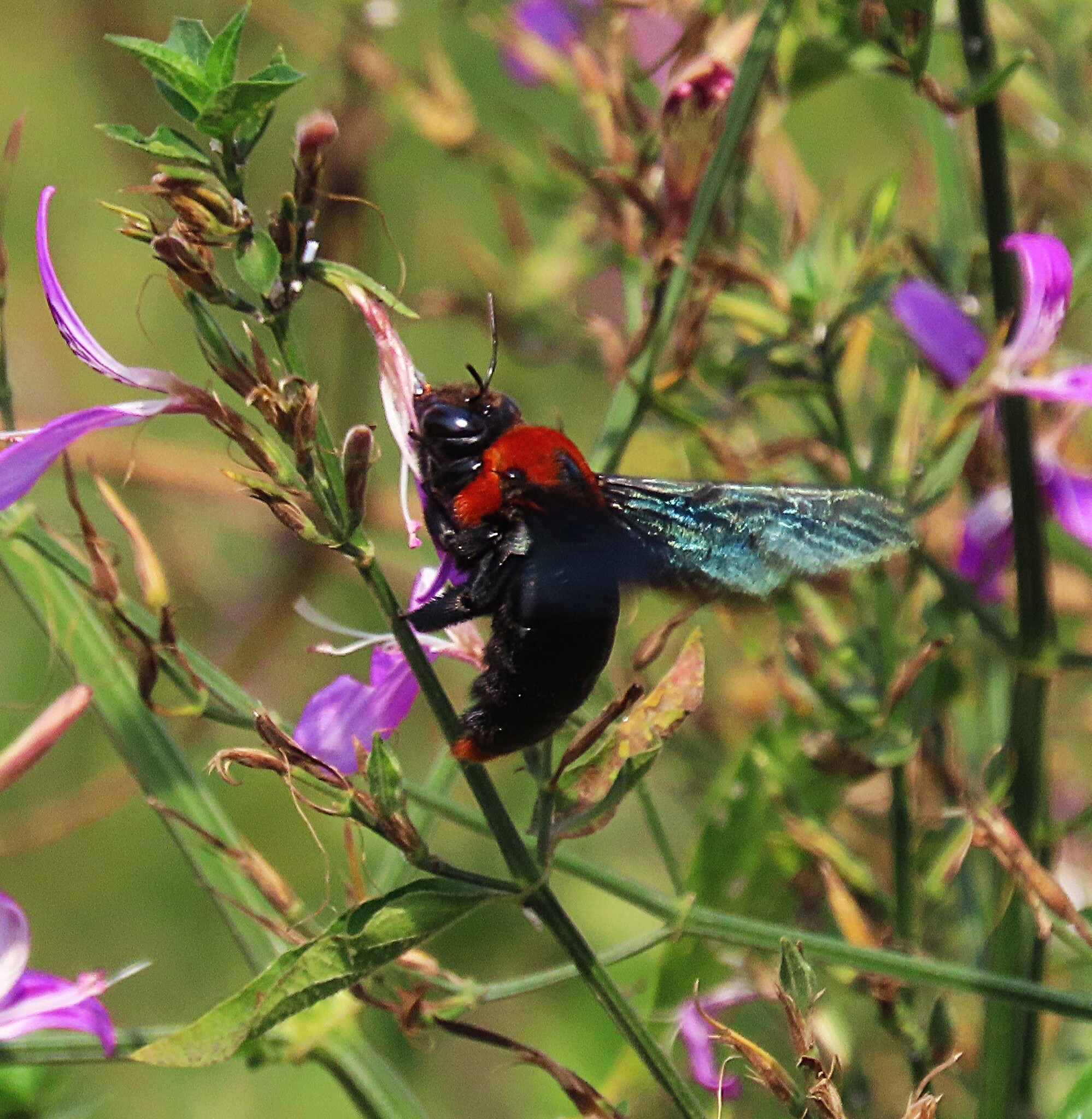 Xylocopa flavorufa