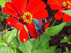 Astraptes