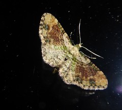 Chloroclystis sphragitis