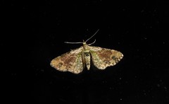 Chloroclystis sphragitis