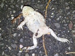 Bufotes viridis balearicus