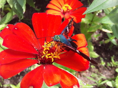 Astraptes