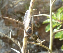Cicadatra