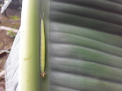 Opsiphanes tamarindi
