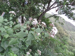 Koanophyllon longifolium