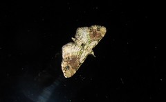 Chloroclystis sphragitis