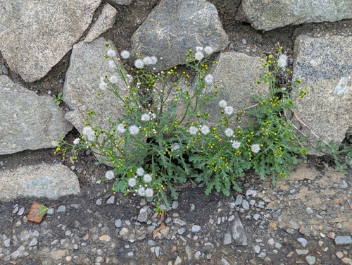 common groundsel