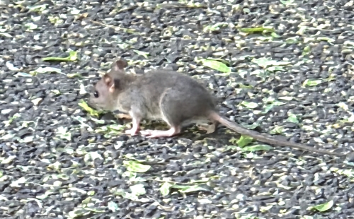 Rat photographed near here on 2025-08-26