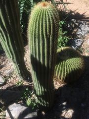 Cephalocereus polylophus