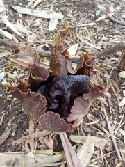 Amorphophallus paeoniifolius