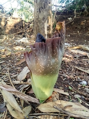 Amorphophallus paeoniifolius