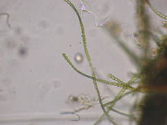 Spondylosium pulchellum