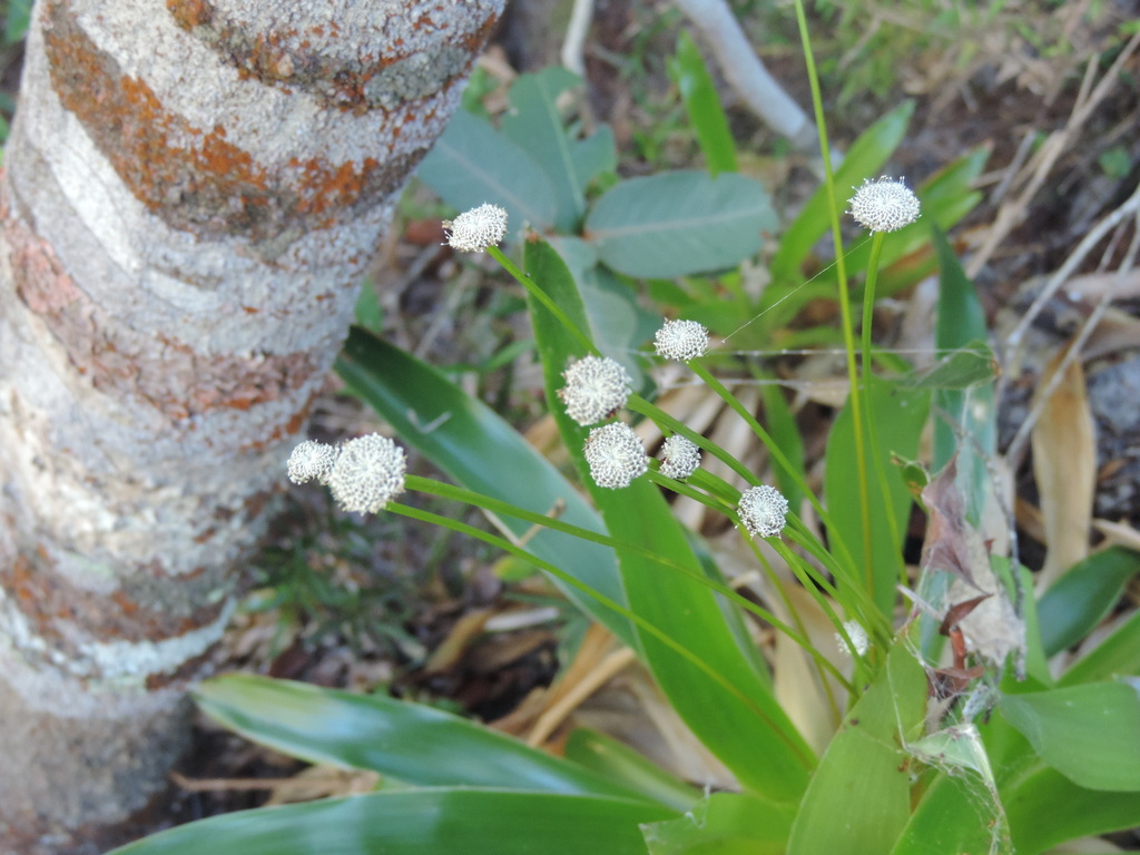 Paepalanthus spathulatus
