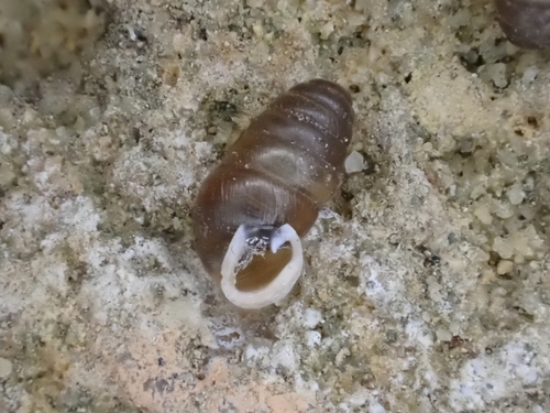 Lauria cylindracea
