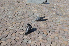 Columba livia domestica
