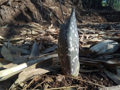 Amorphophallus paeoniifolius