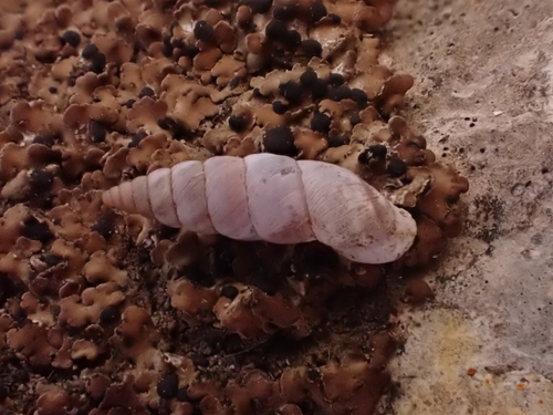 Solatopupa similis