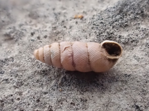 Granopupa granum