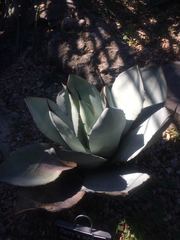 Agave parryi truncata