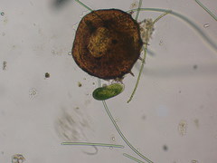 Paramecium bursaria